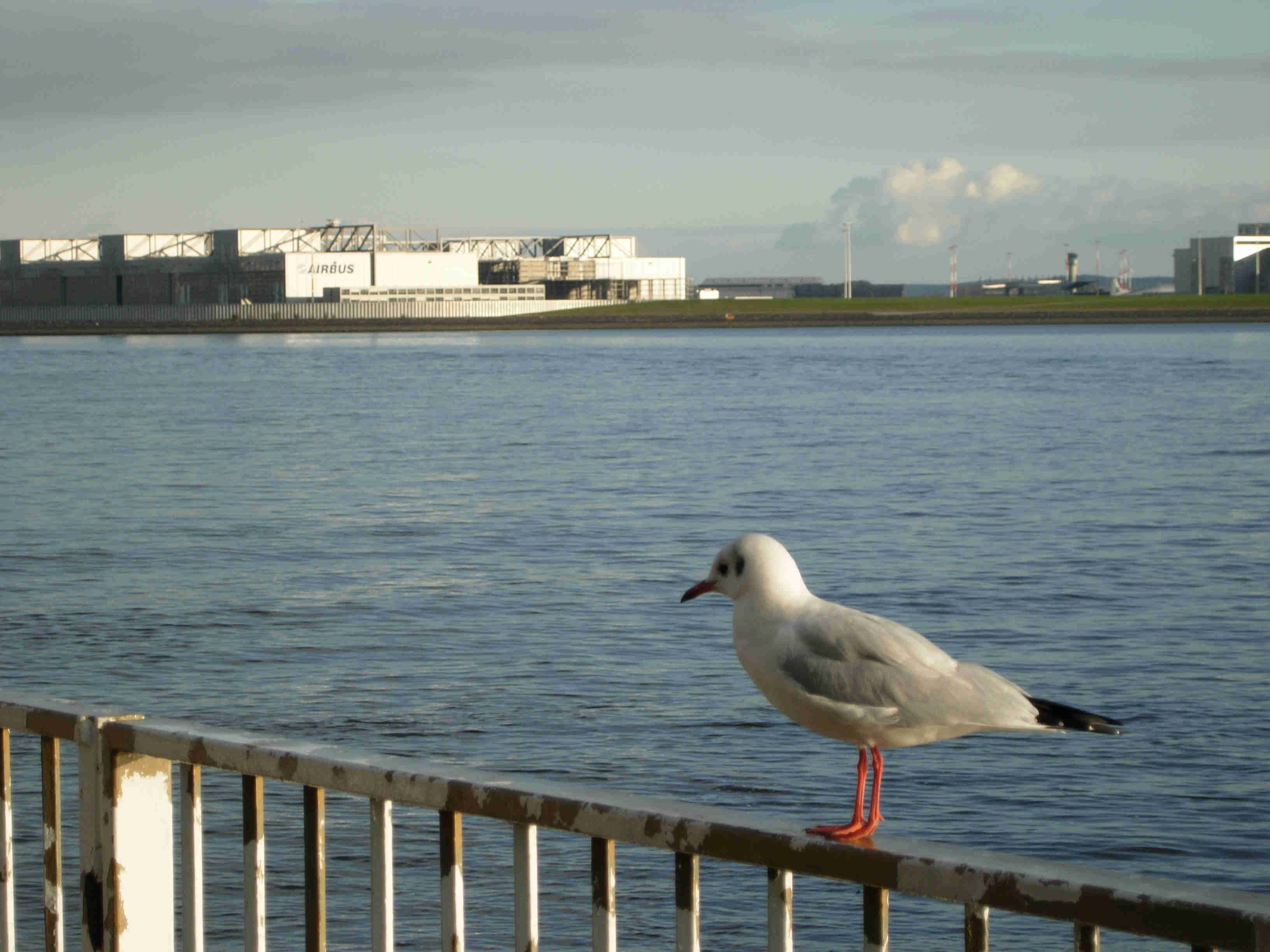 MoeweAirbus